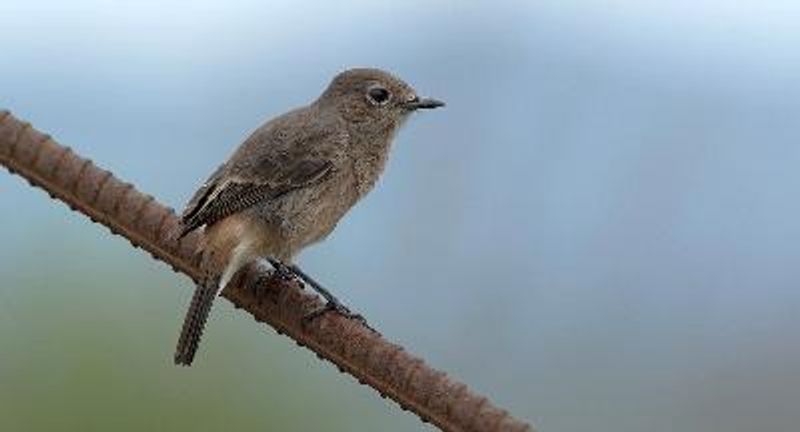 Pied BushChat