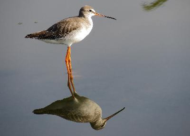 Spotted Redshank