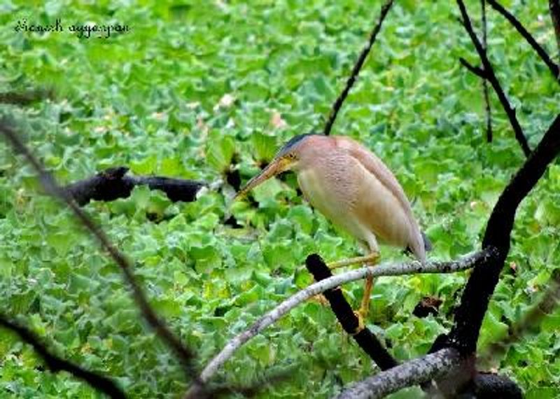 Yellow Bittern