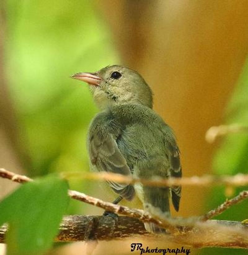 Pale billed Flowerpecker