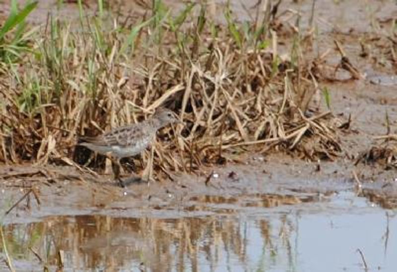 Long toed Stint