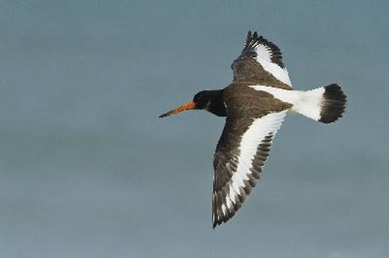 Eurasian Oystercatcher