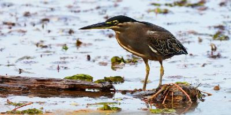 Striated Heron