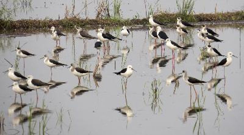 Black winged Stilt