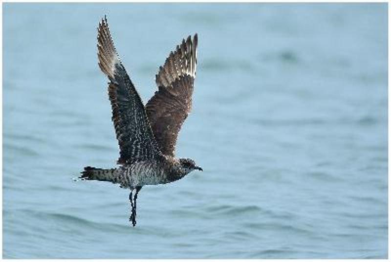 Arctic Skua
