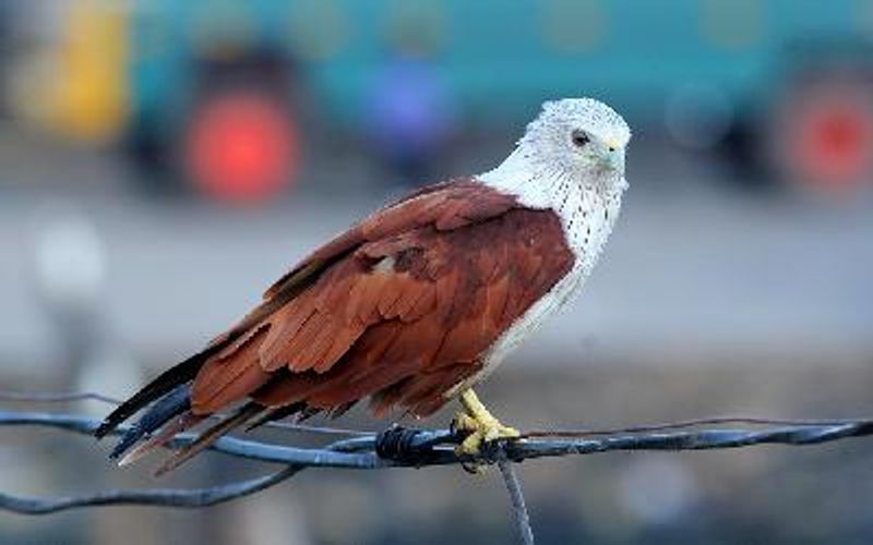 Brahminy Kite