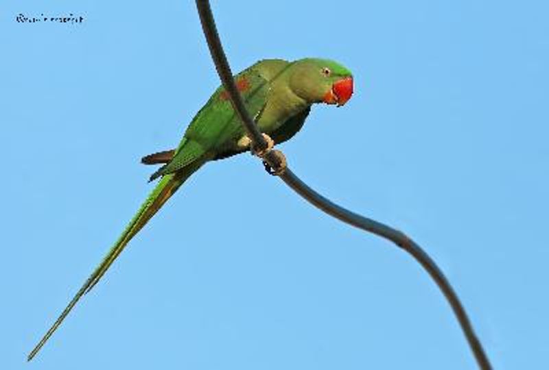 Alexandrine Parakeet