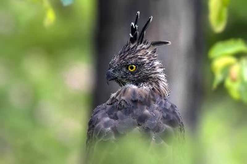 Crested Hawk Eagle