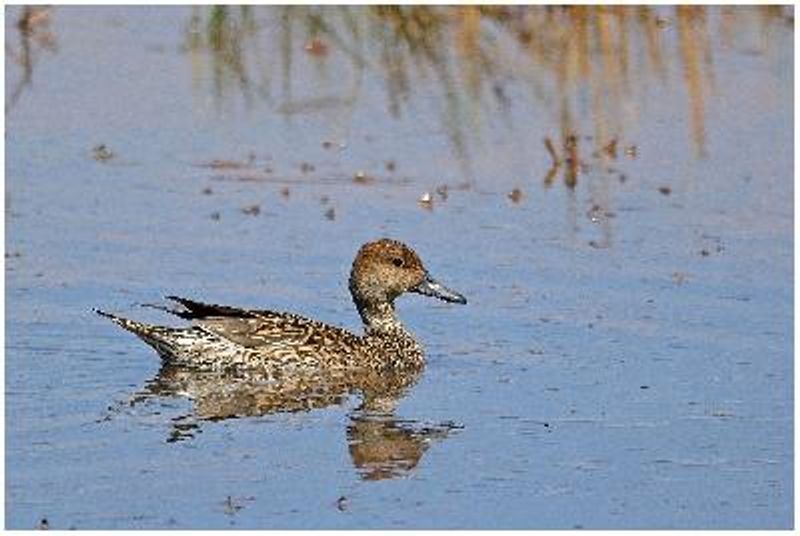 Northern Pintail
