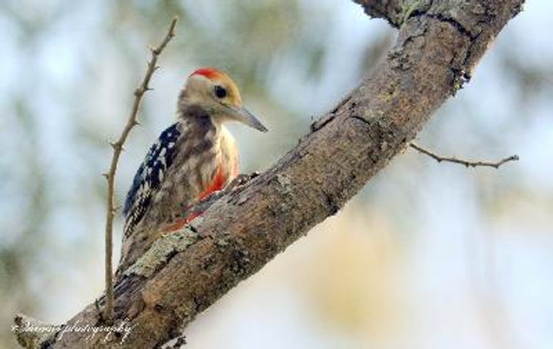 Yellow crowned Woodpecker