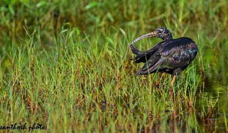 Glossy Ibis