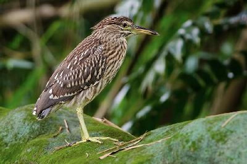 Black crowned Night Heron