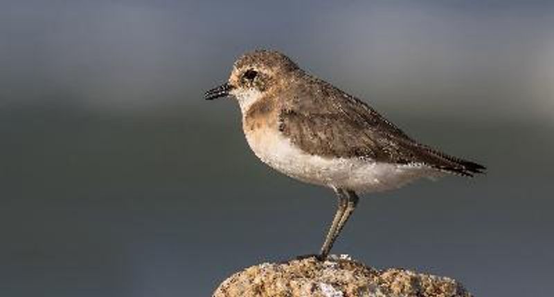Lesser Sand Plover