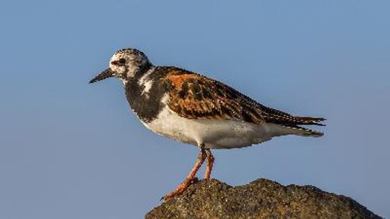 Ruddy Turnstone