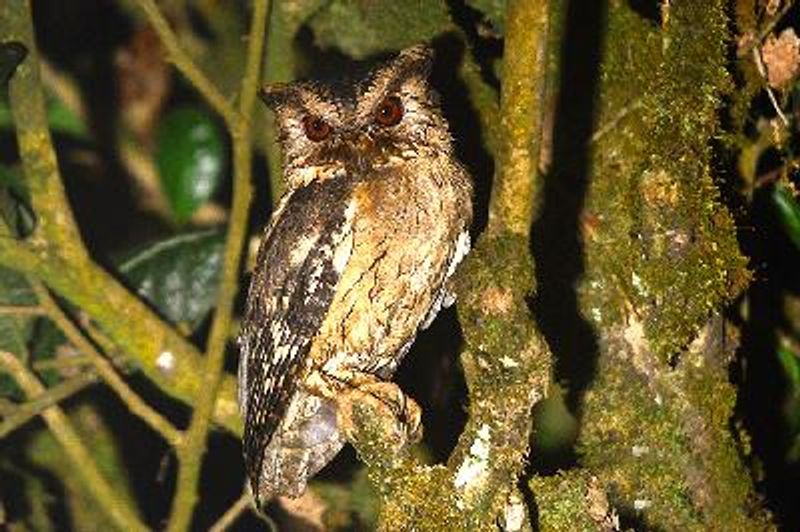 Indian Scops Owl