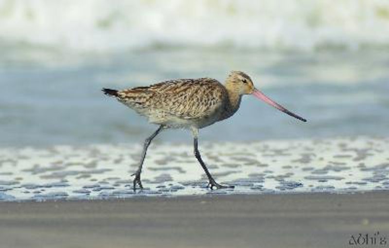 Bar tailed Godwit