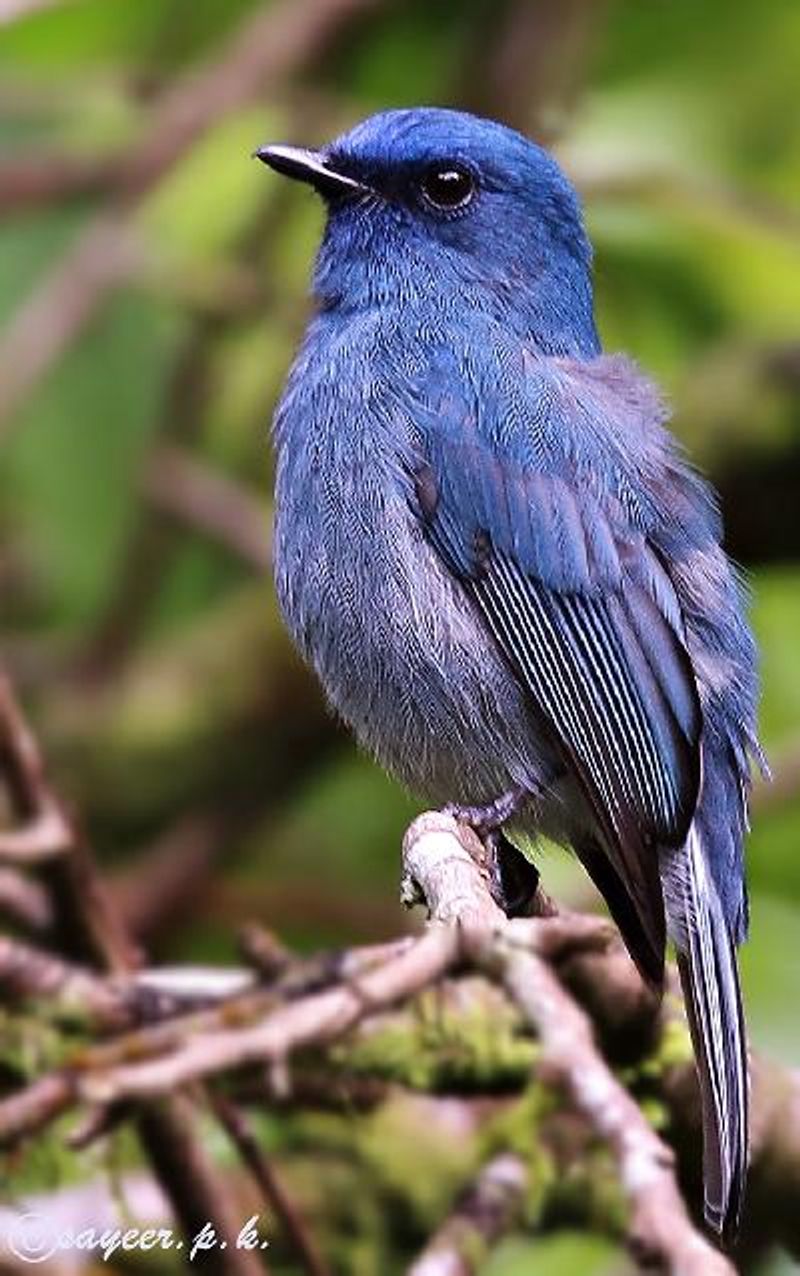 Nilgiri Flycatcher