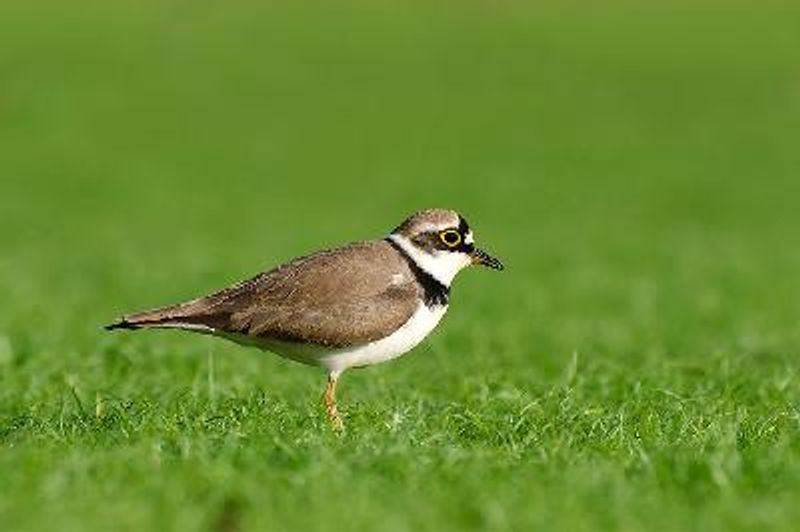 Little Ringed Plover