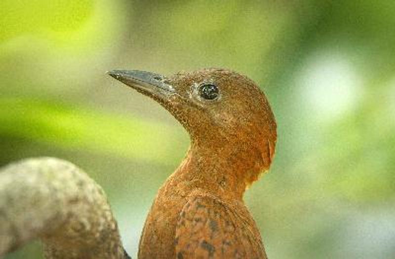 Rufous Woodpecker