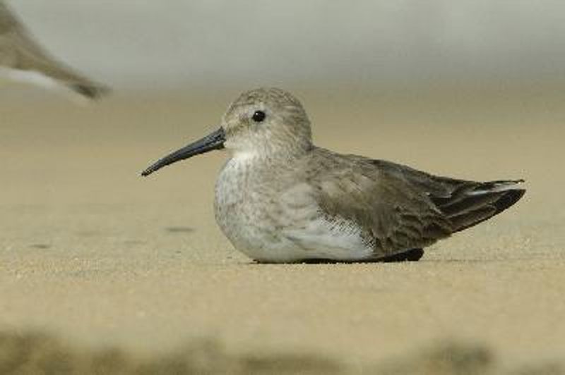 Dunlin