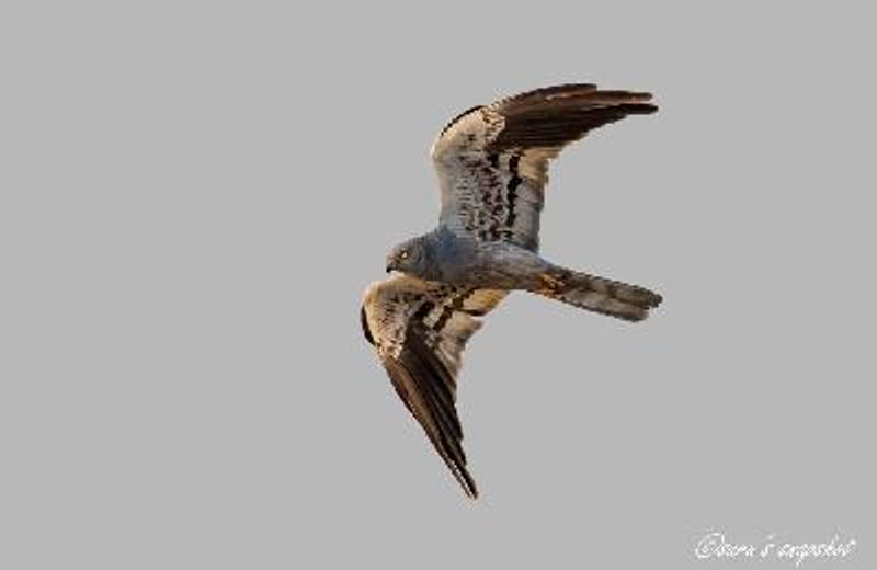 Montagu's Harrier