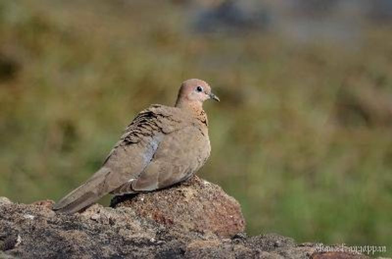 Laughing Dove