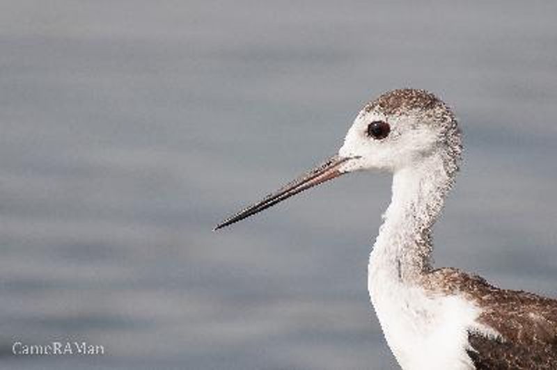 Black winged Stilt