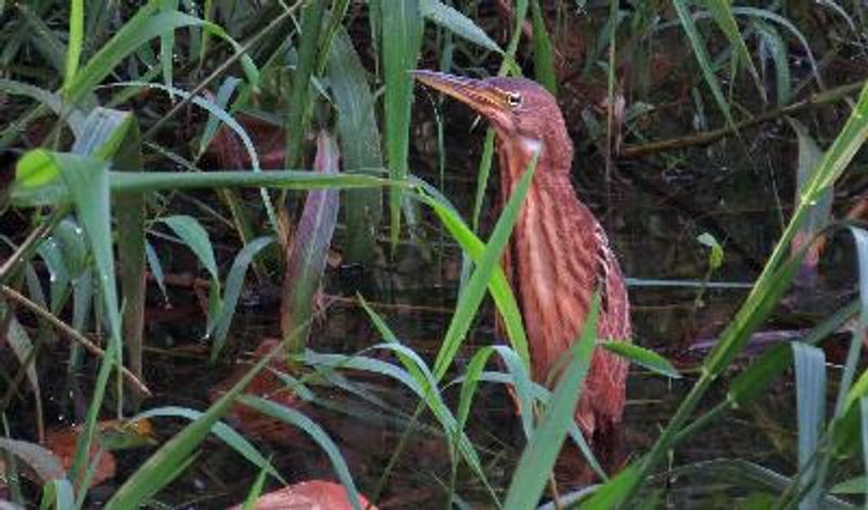 Cinnamon Bittern