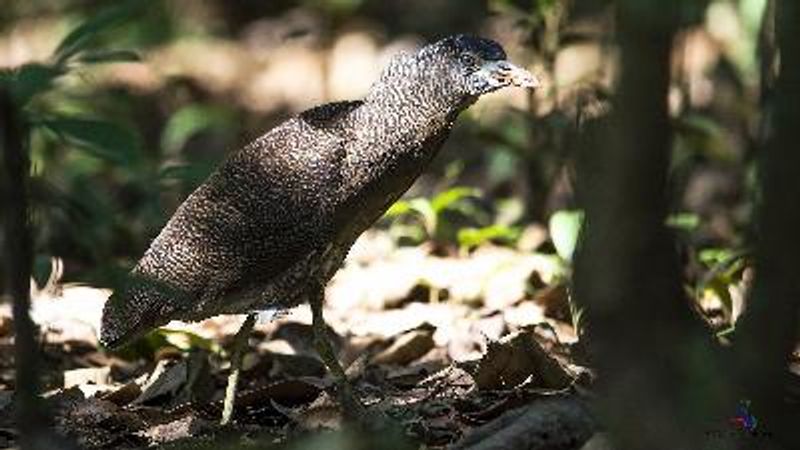 Malayan Night Heron