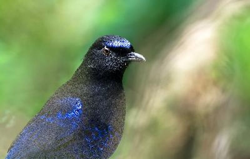 Malabar Whistling Thrush