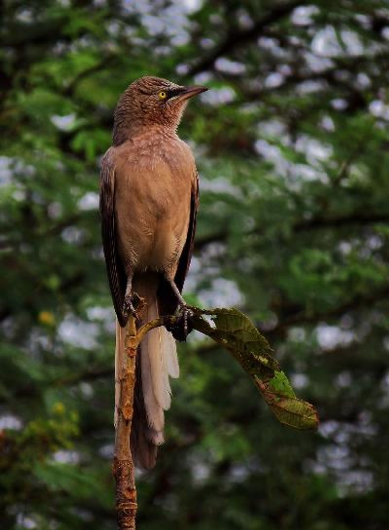 Large Grey Babbler