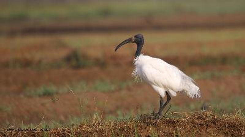 Black headed Ibis