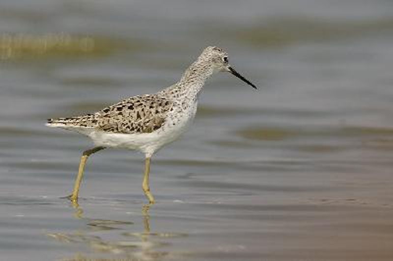 Marsh Sandpiper