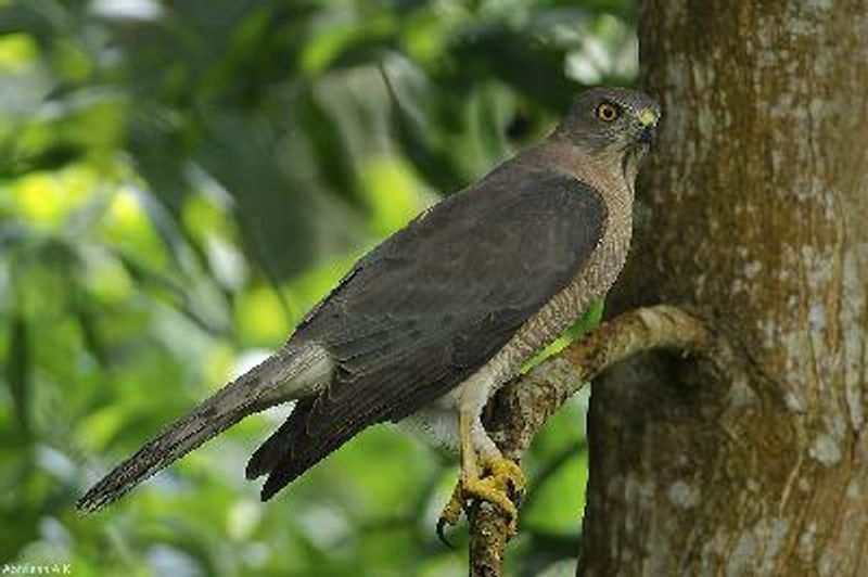 Shikra