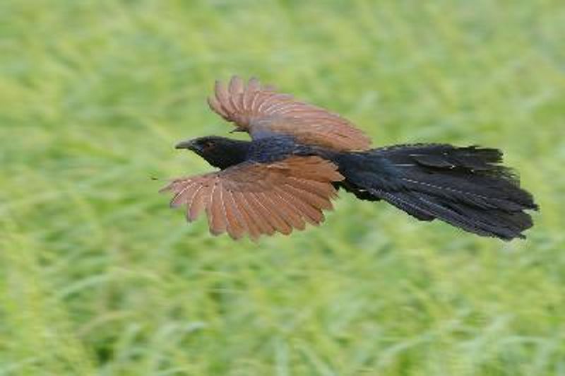 Greater Coucal