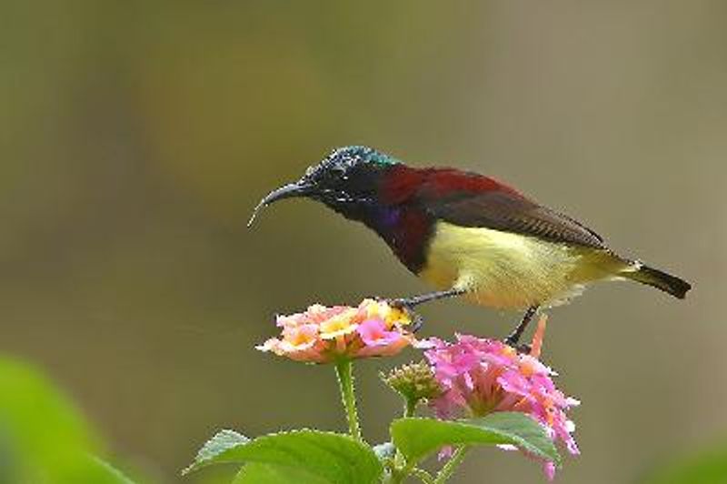 Crimson backed Sunbird