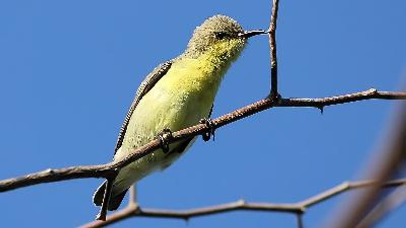 Purple Sunbird