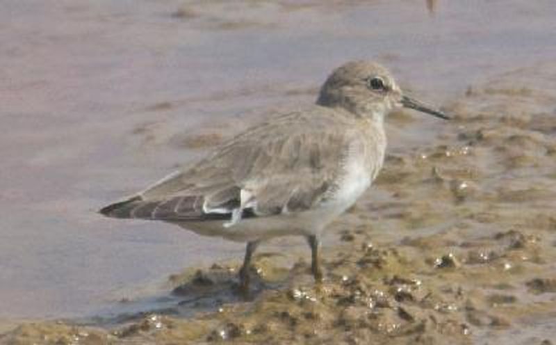Temminck's Stint
