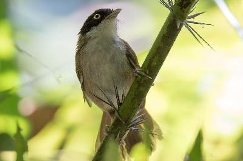 Dark fronted Babbler