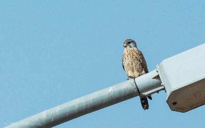 Lesser Kestrel
