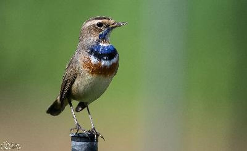 Bluethroat