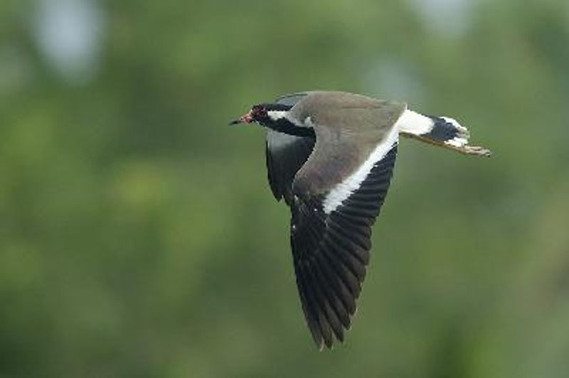 Red wattled Lapwing