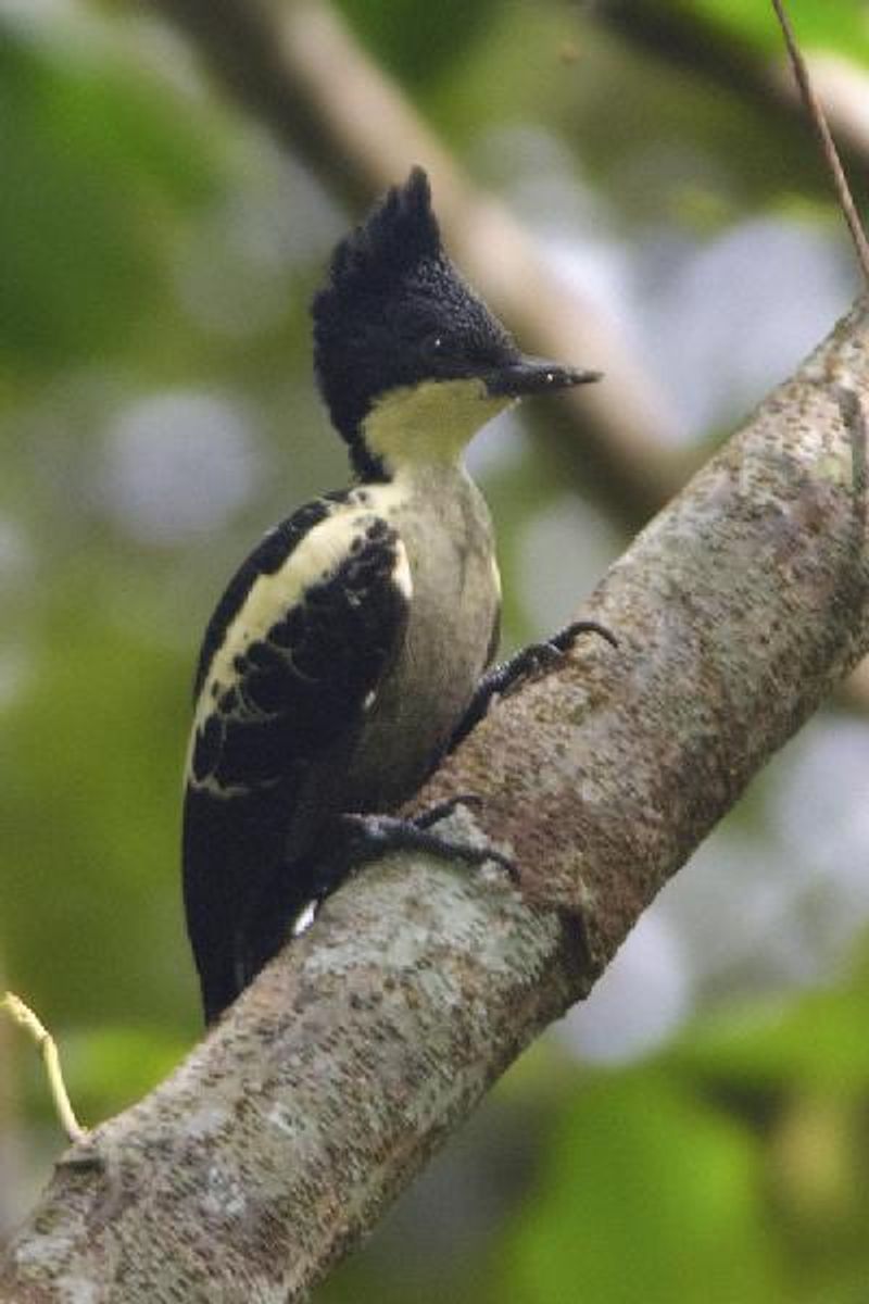 Heart spotted Woodpecker