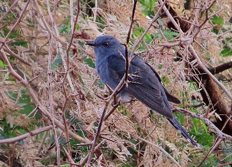Grey bellied Cuckoo