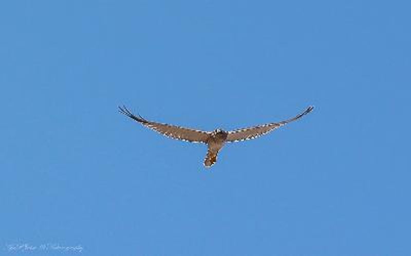 Pallid Harrier