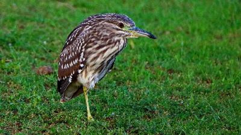 Black crowned Night Heron