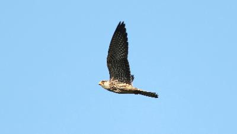 Amur Falcon