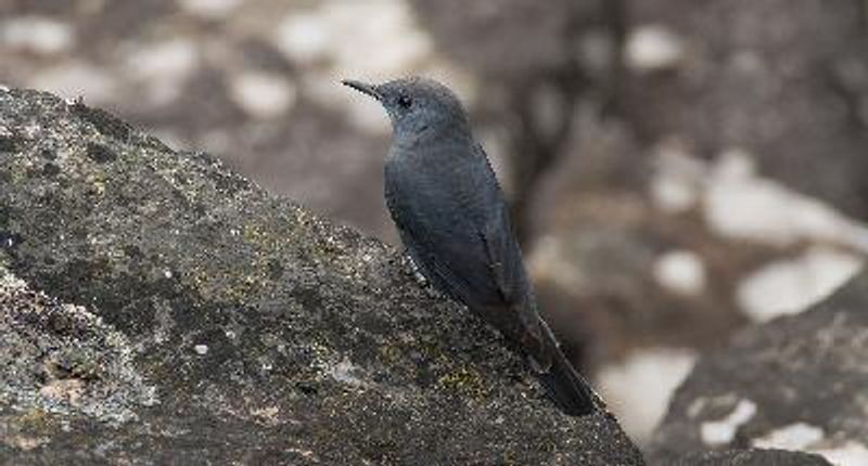 Blue Rock Thrush