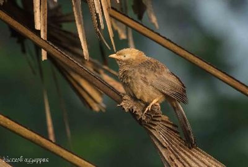 Yellow billed Babbler