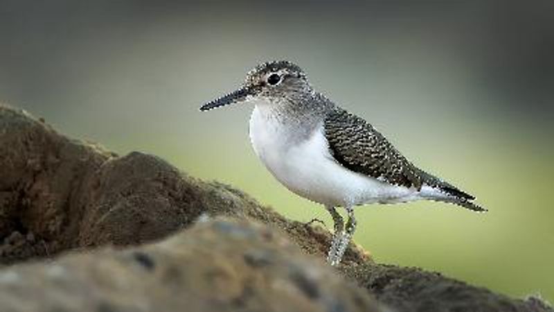 Common Sandpiper